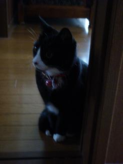 はっ、物音が！！