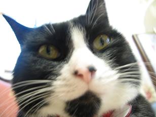 びっくりだにゃ～