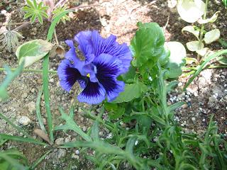 オルキブルーシェイド