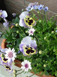 フェリシア＆パンジー