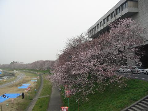 お花見の陣取り