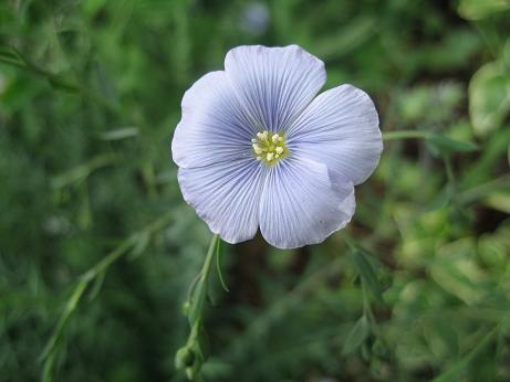 ブルーフラックス