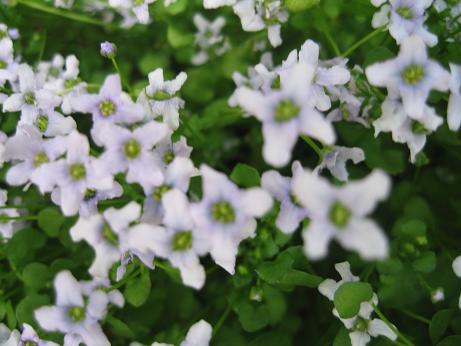 イオノプシディウム