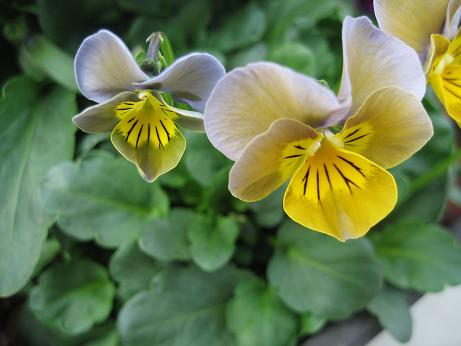 ビオラ　ミニオラハートアクア