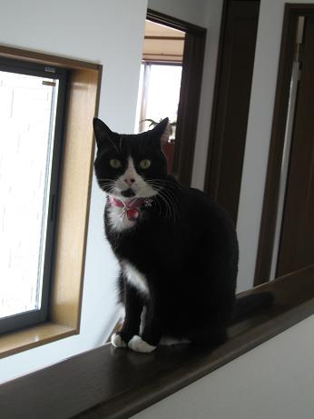 丸くなったニャったって言うのは誰？