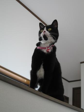 ほんとはスリムニャッ・・・