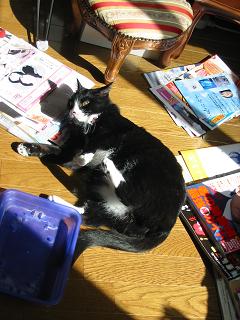 お手伝いするニャン