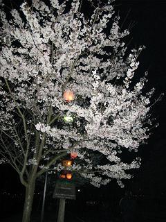 夜桜見物