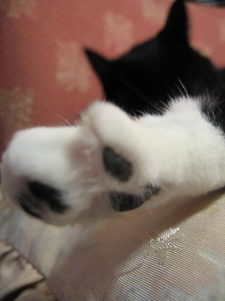 肉球は黒いニャ