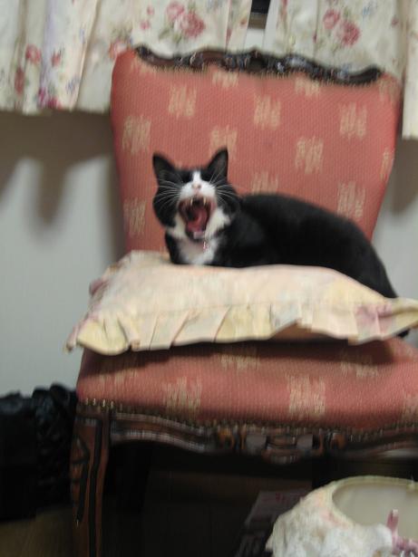 ふあああ～。。○