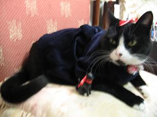 この小さなクロネコはミヤ社長の化身