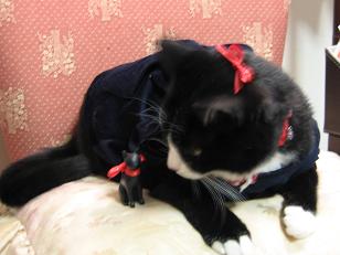 シャチョサン　スキスキ