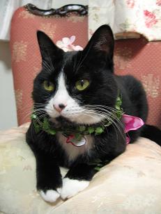 ママ、サイズが合ってないにょ