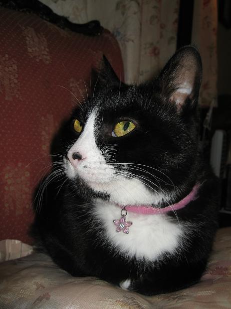 本能には勝てないニャッ