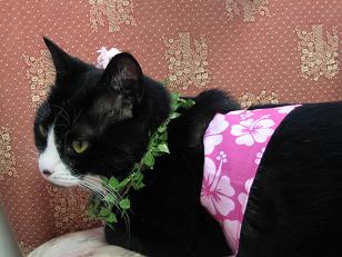 気分はにゃんごく