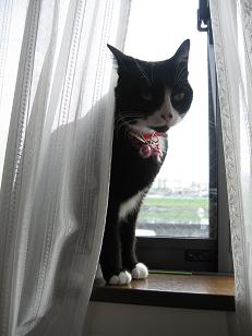 どこへ行くにゃ？