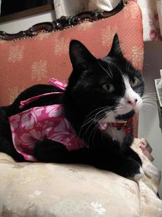 こっちはエプロンタイプ