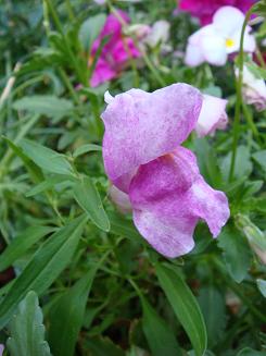 ふっかけ金魚草