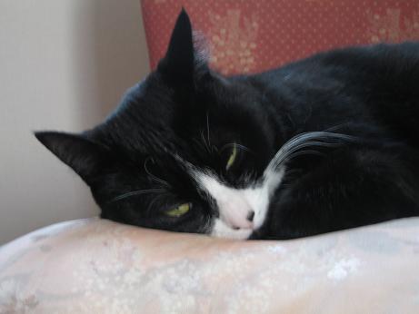 ママに倣ってゴロゴロするにゃ