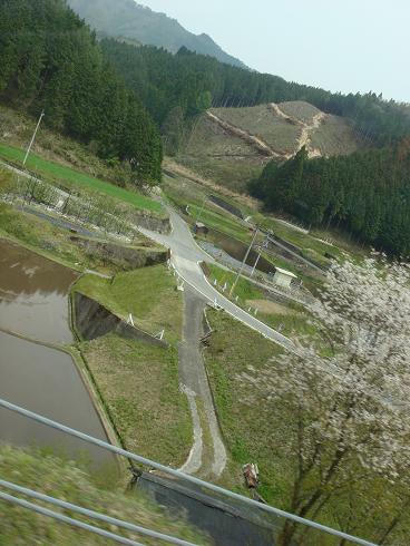 桜の花と山里