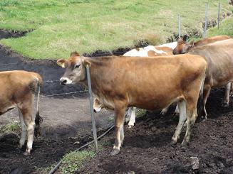 この棒いい感じ