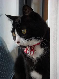 窓から外を見てました。