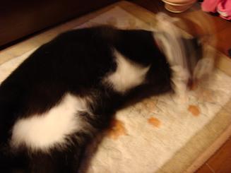 はちょはちょーー