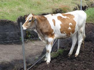 私もすりすりしちゃおうっかな～