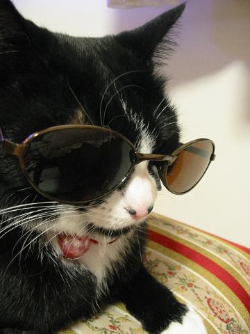 アダルトにゃおんにゃ