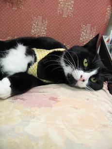 寝転がってみたり・・・(いつもにゃっ)