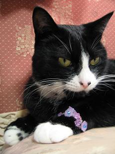 ブレスレットにゃ