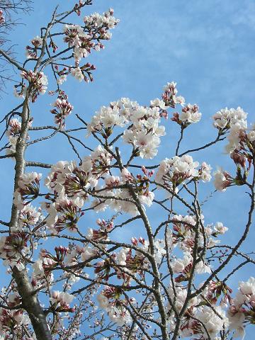 青空と桜