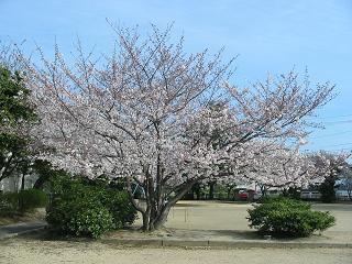 公園の桜の木