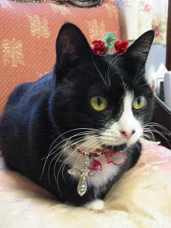 また何かやってるにゃ