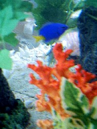 熱帯魚いきちゃん