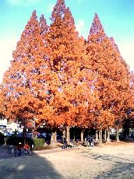 公園のメタセコイヤの木