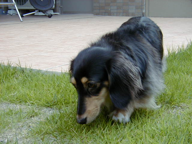 noeru2006-7-15-2