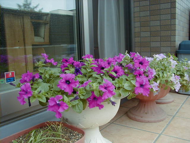 hana2006-6-25