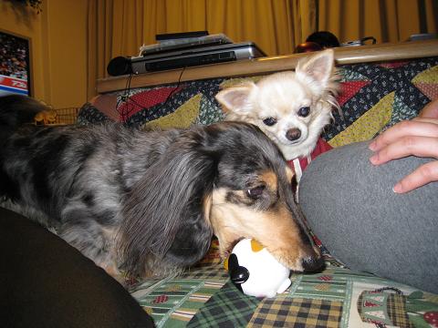 reo&momo2009-3-27