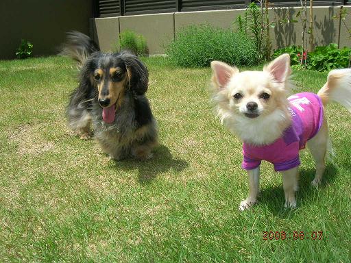 reo&momo2008-6-7