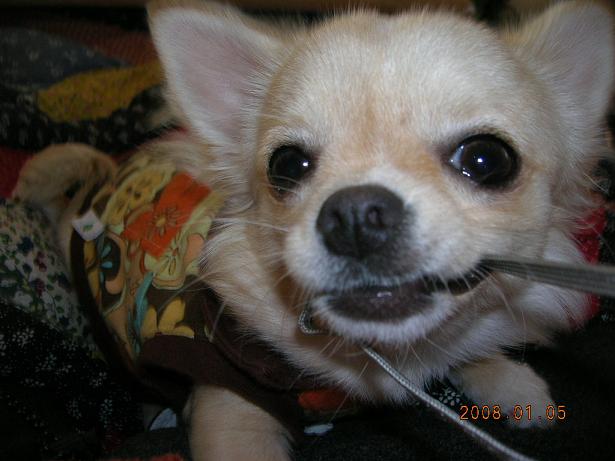 momo2008-1-5