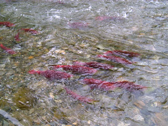 Salmon1.jpg