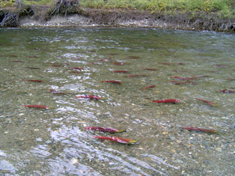 Salmon2.jpg