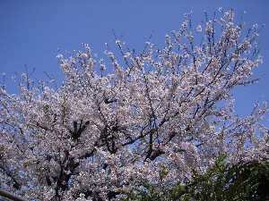 桜