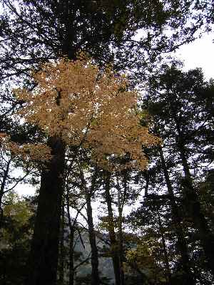 上高地・色づく木