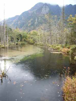 上高地・立ち枯れ木