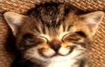happy cat