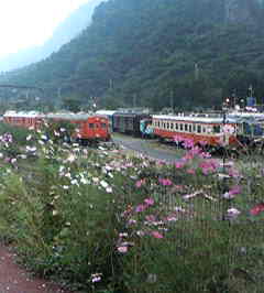 コスモスと鉄道のコラボ