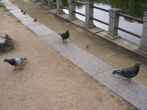 御影~深田池公園界隈♪