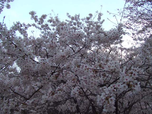DSCF1418.JPG